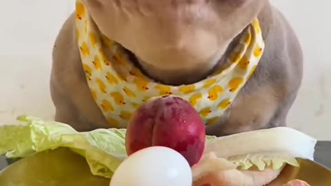 Dog eats meat and eggs