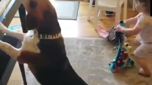 dog playing piano and sings child dancing