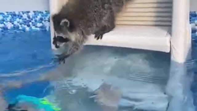 Monkey sucking finger dog stirring in the bee hive