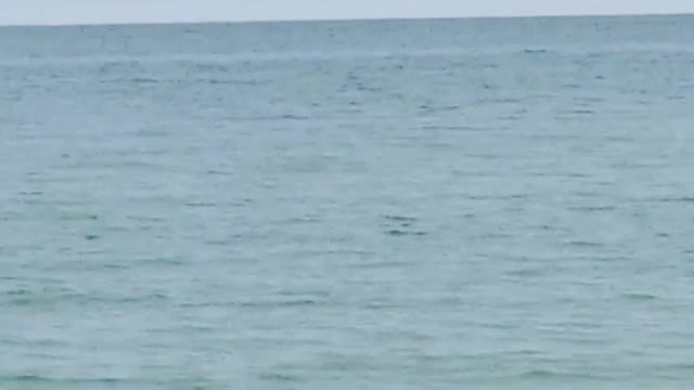 Dolphins in Marco Island