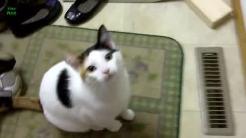 Cute kitties Meowing compilation