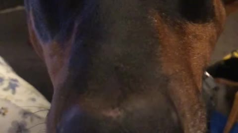 HANZ BARKING 11.2019