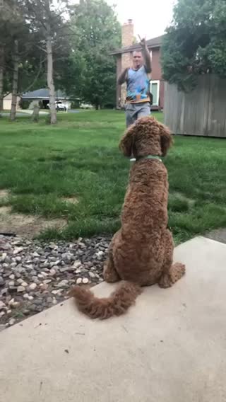 Dog plays wide receiver