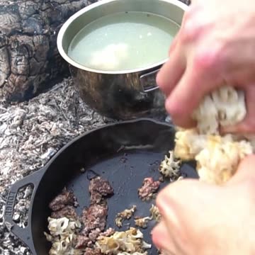 5 Wild Mushrooms You Can Forage this Summer!