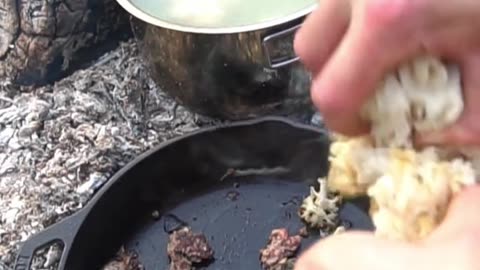 5 Wild Mushrooms You Can Forage this Summer!