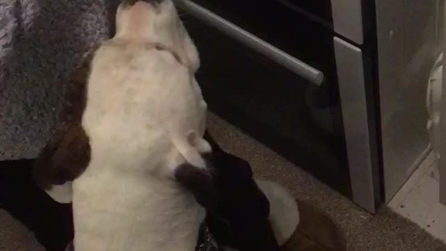 Dog getting treats from grandma