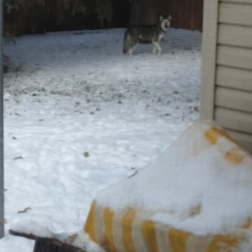 snow day Diva Howling Like a wolf
