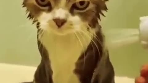 Try not to laugh 🤣