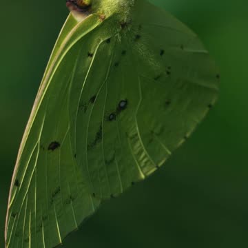which butterfly is this