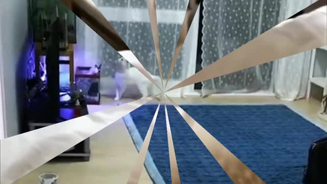 Funny pets make your day