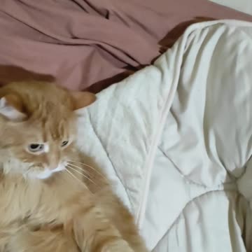 always displeased cat