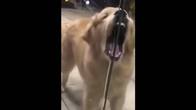 Funny Animals! Funny Dogs! Funny Videos! # Short