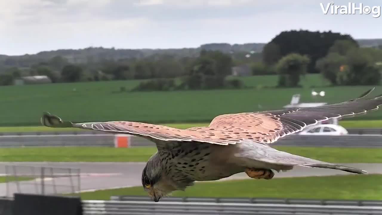 eagle looks like it doesn't move while it's flying in the sky