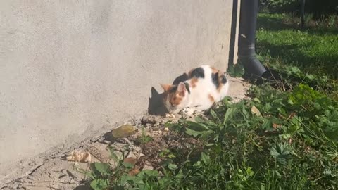 Cute stray cats who don't get along with each other.