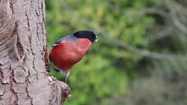 Bullfinch Bird><nice