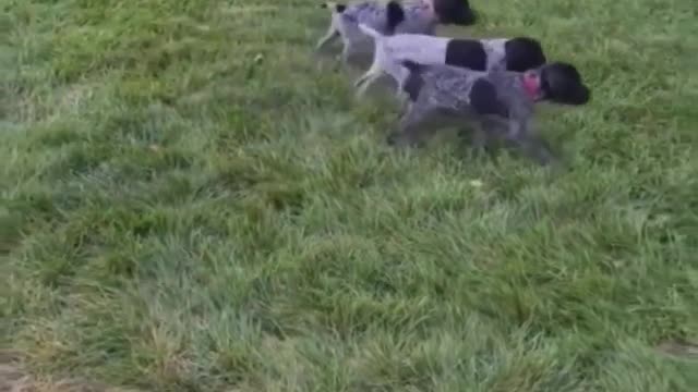 The Instincts Are Strong