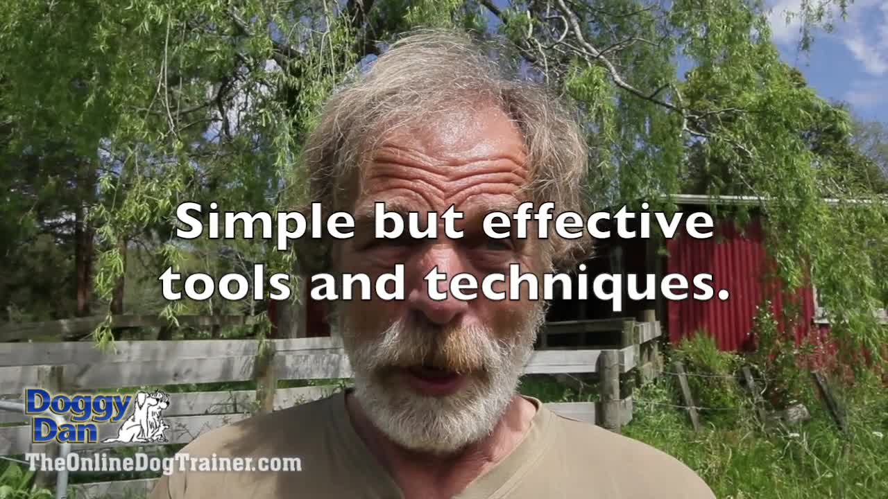 Online Dog Training / Dog Training Tips / Dog Behaviour tips