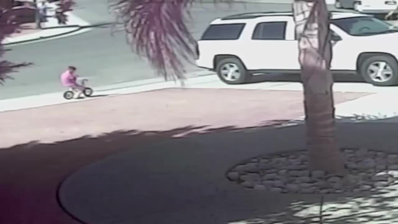 Hero Cat Saves Boy From Dog Attack