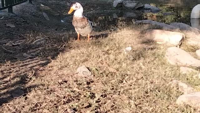 The Cute Duck 🦆 Video By Kingdom of Awais
