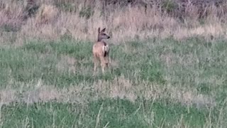 Mule Deer In Colorado