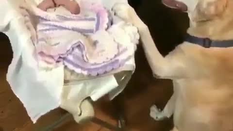 🤣 Awesome Funny Pet Animals Life Videos 😇