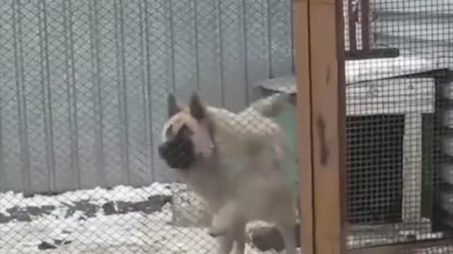 Funny Dancing Dogs Compilation - Try Not To Laugh