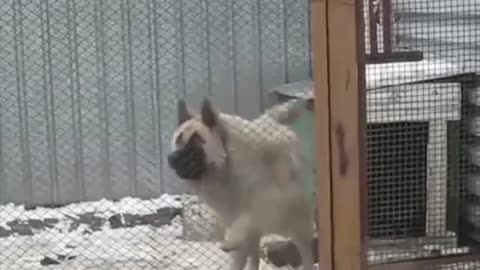 Funny Dancing Dogs Compilation - Try Not To Laugh