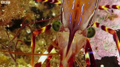 Relaxing Water Worlds | The Wild Place | BBC Earth