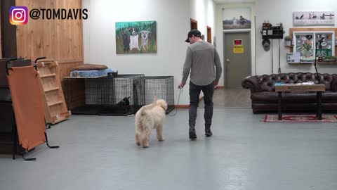 Teach your dog how to walk on a leash nicely
