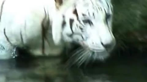 Unbelievable encounters with Wild Animals You Won't Believe!#wildlife #animals #lion #tiger