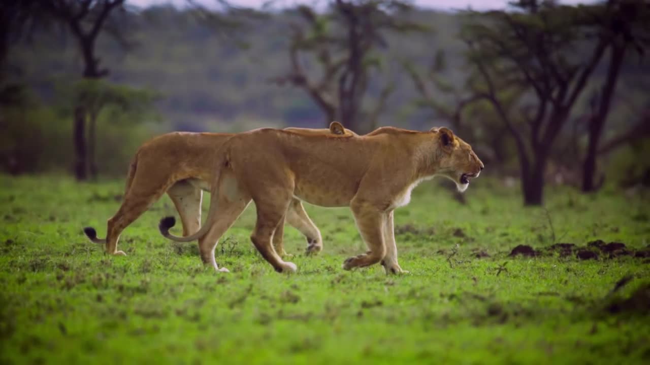 Rare videos of ruler of jungle