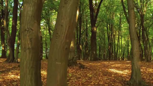 Quiet&Calm_MusiC 30 minutes high-relaxing-music calm-music for-study