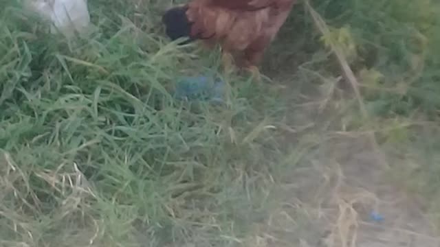 Animal funny video