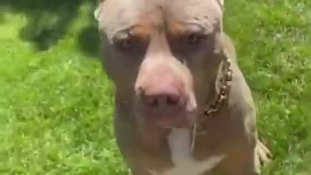 Dog plays while trying to get water from hose funny