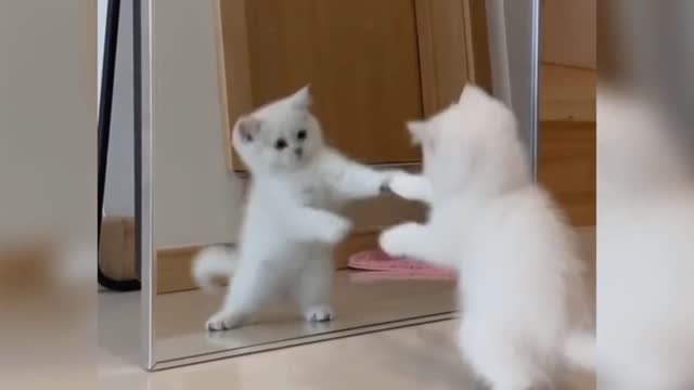 Funny moments caught on a camera 🤣🤣🤣 cat lover
