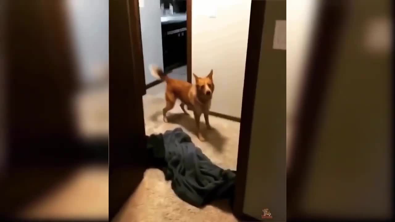 Dog Reaction to Magic Trick - Funny Dogs with Magic Tricks