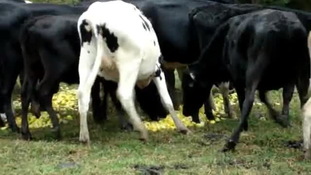 Cows Enjoying Lemons and Limes in nature with her friends