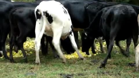 Cows Enjoying Lemons and Limes in nature with her friends