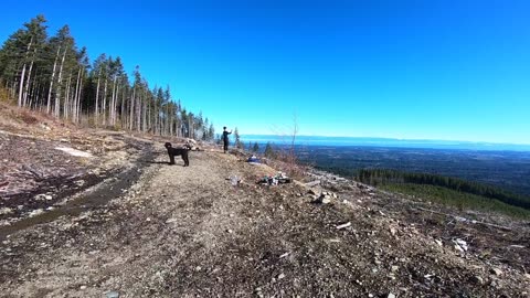 Dog walk Clear Cut