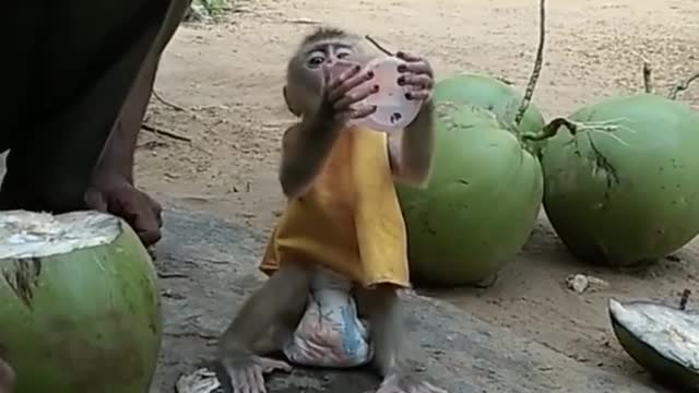 Playing with monkey