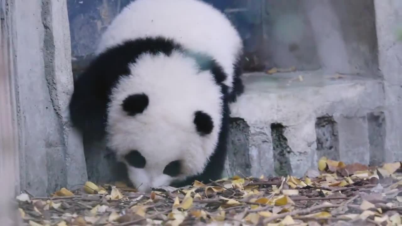 panda