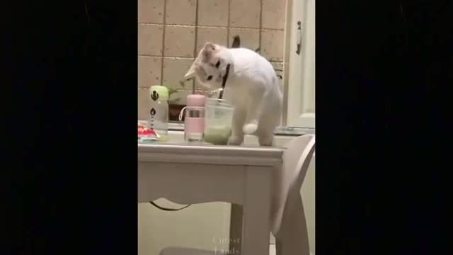 watch these cats go crazy, funny