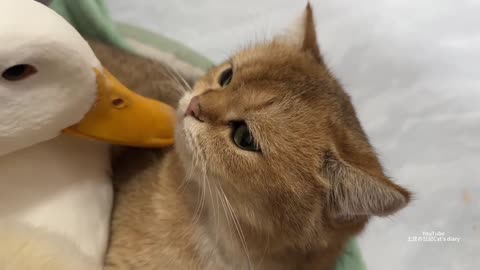 Cute and funny,This is rare in the world! Mother duck leads the ducklings to sleep with the kittens