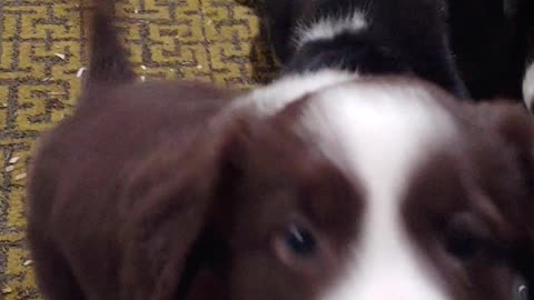terra bytes pups