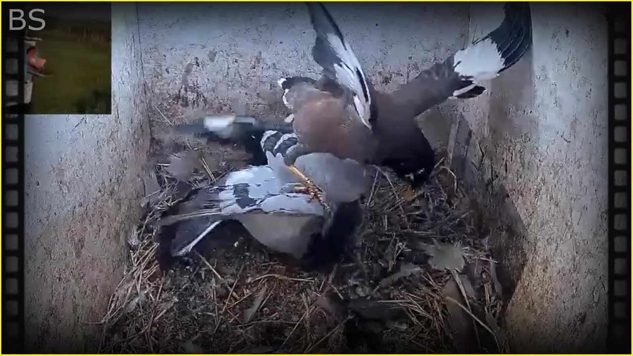 10 Most Cruel Bird Attack Caught on Camera