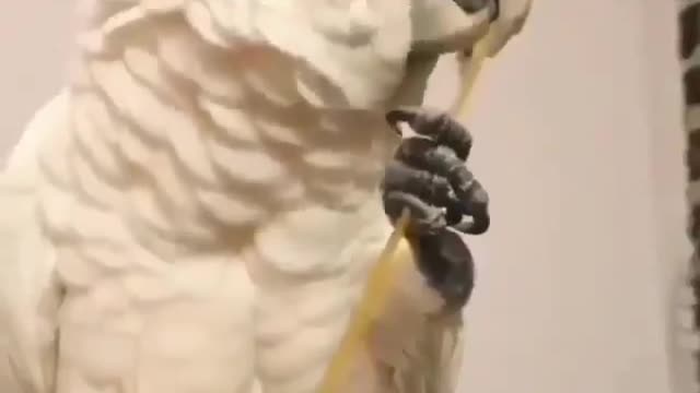 Cute parrot talk and do like humans 💉💉❤️