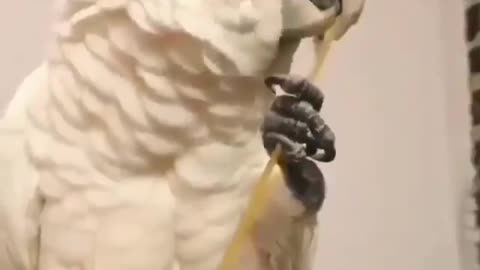 Cute parrot talk and do like humans 💉💉❤️