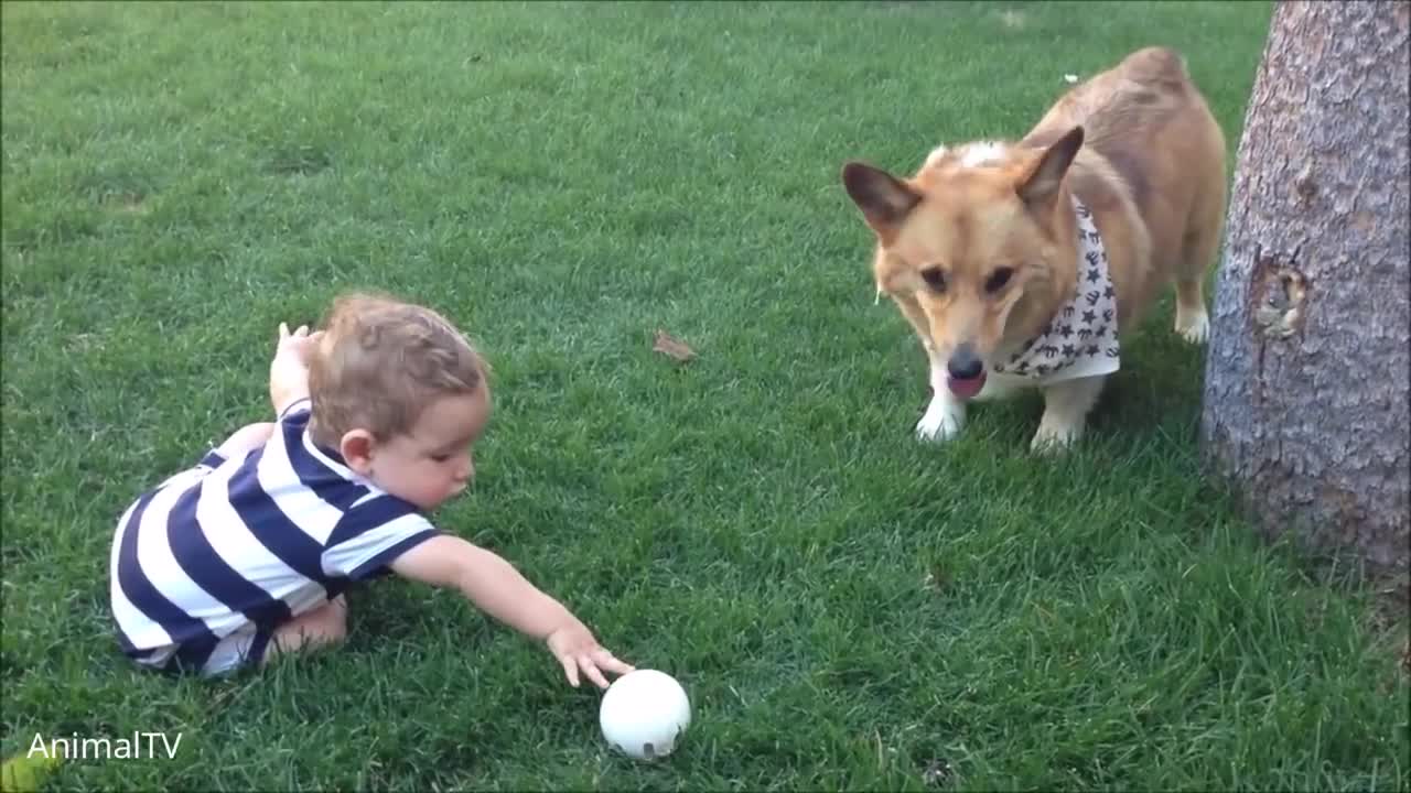 Corgi Are the Best !- CUTEST Compilation