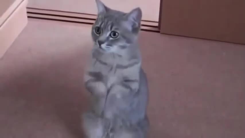 cute Clip funny cat pray for food