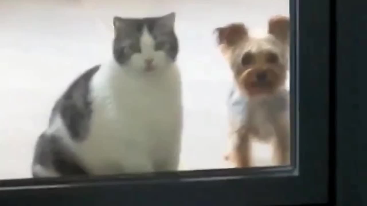 When I come back from get off work #funny #cats